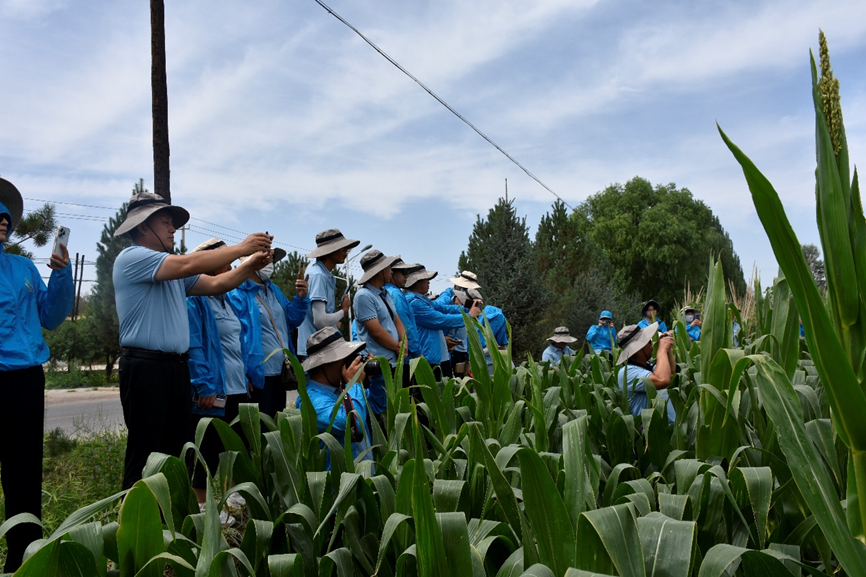 攜手同行 共創(chuàng)未來(lái) —— 敦煌種業(yè)黃淮海區(qū)域戰(zhàn)略合作伙伴赴酒泉進(jìn)行觀(guān)摩交流
